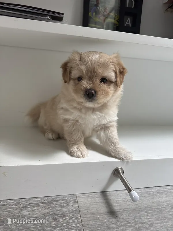 Caramel  – Pomeranian, Shih Tzu puppy for sale in Canton, GA