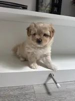 Caramel , a female Pomeranian and Shih Tzu for sale in Canton, GA – 1 of 5