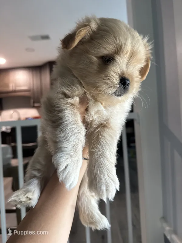 Biscuit – Pomeranian, Shih Tzu puppy for sale in Canton, GA