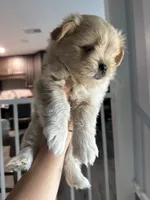 Biscuit, a female Pomeranian and Shih Tzu for sale in Canton, GA – 1 of 5