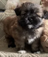 Browny, a male Pomeranian and Shih Tzu for sale in Canton, GA – 1 of 7