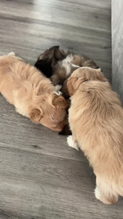 Biscuit, a female Pomeranian and Shih Tzu for sale in Canton, GA – 5 of 5