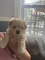 Fluffy, a male Pomeranian and Shih Tzu for sale in Canton, GA – 5 of 5