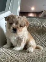 Caramel , a female Pomeranian and Shih Tzu for sale in Canton, GA – 5 of 5