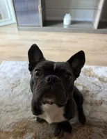 Bailey, a female Boston Terrier and French Bulldog for sale in Buckeye, AZ – 3 of 4