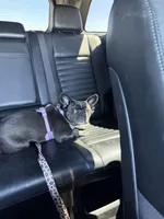 Bailey, a female Boston Terrier and French Bulldog for sale in Buckeye, AZ – 4 of 4