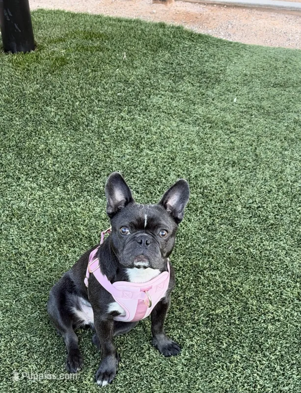 Bailey – Boston Terrier, French Bulldog puppy for sale in Buckeye, AZ