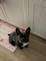 Bailey, a female Boston Terrier and French Bulldog for sale in Buckeye, AZ – 2 of 4