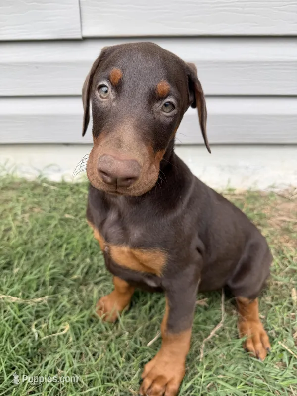 Red – Doberman Pinscher puppy for sale in Pensacola, FL