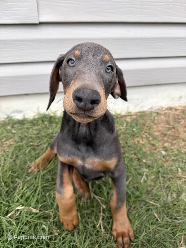 Artemis – Doberman Pinscher puppy for sale in Pensacola, FL