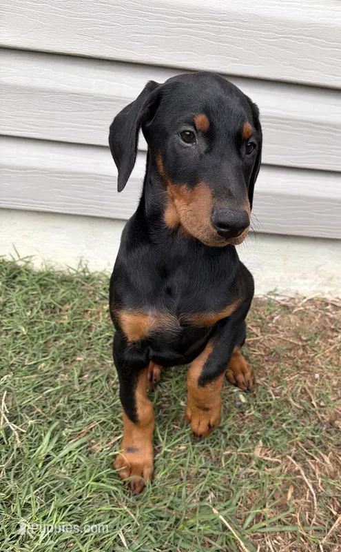 Raven, a female Doberman Pinscher for sale in Pensacola, FL – Photo 1 of 1