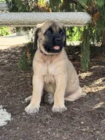Rainbow, a female English Mastiff for sale in Quarryville, PA – 2 of 2