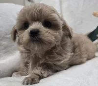 Pansy , a female Poodle - Toy  for sale in Clinton, NC – 3 of 4