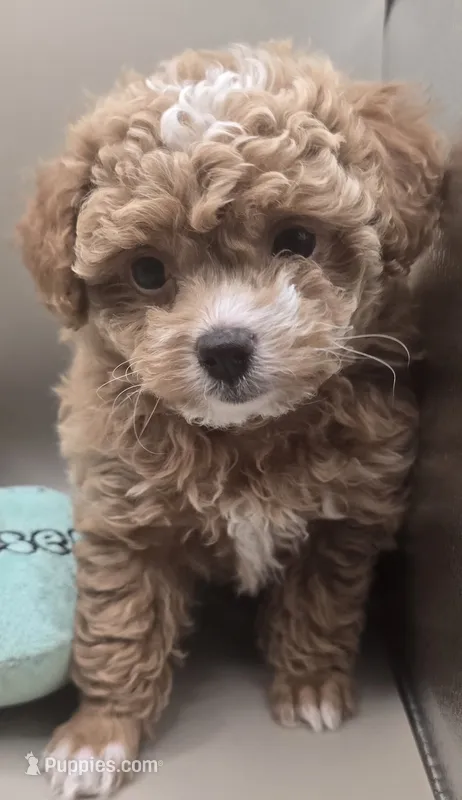 Tippy – Poodle - Toy  puppy for sale in Clinton, NC