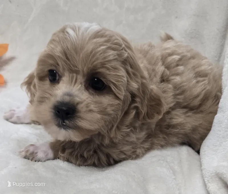 Amelia – Poodle - Toy  puppy for sale in Clinton, NC