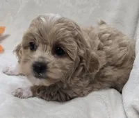 Amelia, a female Poodle - Toy  for sale in Clinton, NC – 1 of 4
