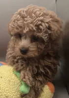 Joey, a male Poodle - Toy  for sale in Clinton, NC – 1 of 4