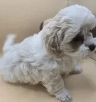 Georgie, a male Shihpoo for sale in Clinton, NC – 3 of 4