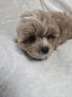 Ralphie, a male Poodle - Toy  for sale in Clinton, NC – 3 of 6