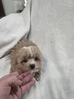 Ralphie, a male Poodle - Toy  for sale in Clinton, NC – 6 of 6