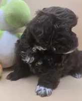 Sam, a male Shihpoo for sale in Clinton, NC – 2 of 4