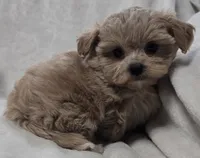 Pansy , a female Poodle - Toy  for sale in Clinton, NC – 1 of 4