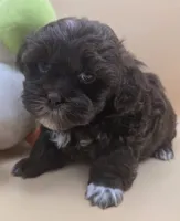 Sam, a male Shihpoo for sale in Clinton, NC – 4 of 4