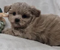Pansy , a female Poodle - Toy  for sale in Clinton, NC – 2 of 4