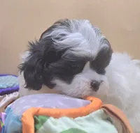 Snoopy, a male Shihpoo for sale in Clinton, NC – 4 of 4