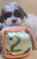 Snoopy, a male Shihpoo for sale in Clinton, NC – 1 of 4