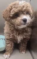 Tippy, a female Poodle - Toy  for sale in Clinton, NC – 2 of 3