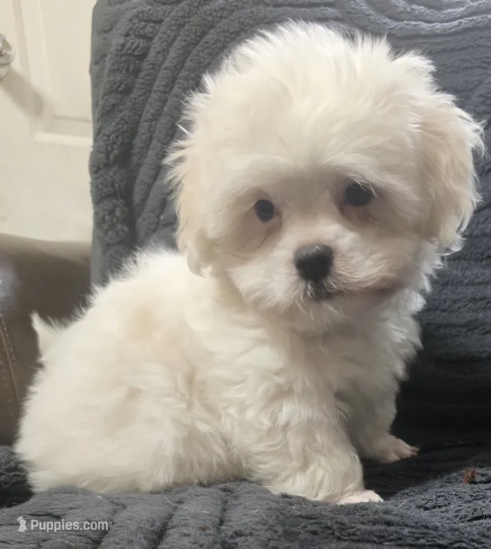 Chunky Monkey – Maltese, Shih Tzu puppy for sale in Clinton, NC