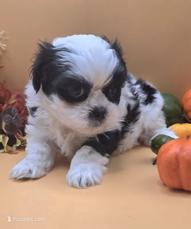 Sheena – Maltese, Shih Tzu puppy for sale in Clinton, NC