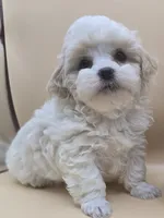 Georgie, a male Shihpoo for sale in Clinton, NC – 4 of 4