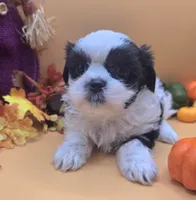 Sheena, a female Maltese and Shih Tzu for sale in Clinton, NC – 3 of 4