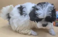 Snoopy, a male Shihpoo for sale in Clinton, NC – 3 of 4