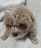 Ralphie, a male Poodle - Toy  for sale in Clinton, NC – 4 of 6