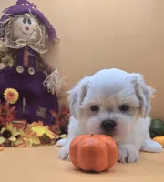 Chunky Monkey, a male Maltese and Shih Tzu for sale in Clinton, NC – 3 of 3