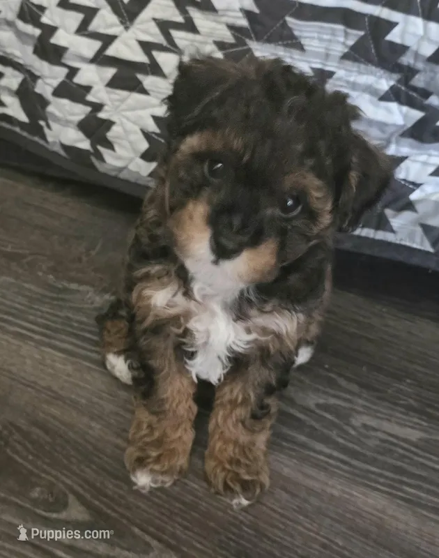 Buster Brown – Poodle - Toy  puppy for sale in Clinton, NC