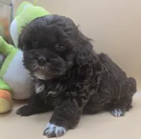 Sam, a male Shihpoo for sale in Clinton, NC – 3 of 4