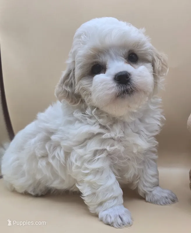 Georgie – Shihpoo puppy for sale in Clinton, NC