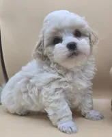 Georgie, a male Shihpoo for sale in Clinton, NC – 1 of 4