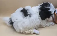Snoopy, a male Shihpoo for sale in Clinton, NC – 2 of 4