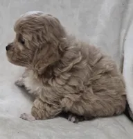 Amelia, a female Poodle - Toy  for sale in Clinton, NC – 2 of 4