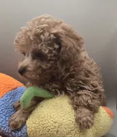 Joey, a male Poodle - Toy  for sale in Clinton, NC – 4 of 4