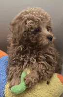 Joey, a male Poodle - Toy  for sale in Clinton, NC – 3 of 4