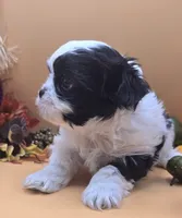 Sheena, a female Maltese and Shih Tzu for sale in Clinton, NC – 2 of 4