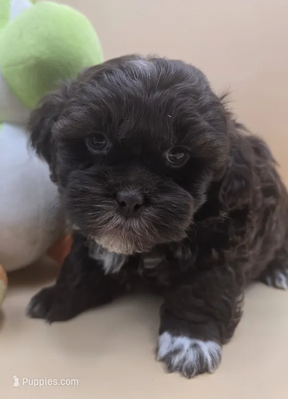 Sam – Shihpoo puppy for sale in Clinton, NC