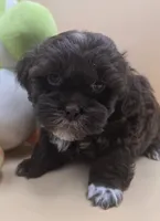 Sam, a male Shihpoo for sale in Clinton, NC – 1 of 4