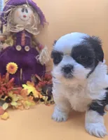 Sheena, a female Maltese and Shih Tzu for sale in Clinton, NC – 4 of 4